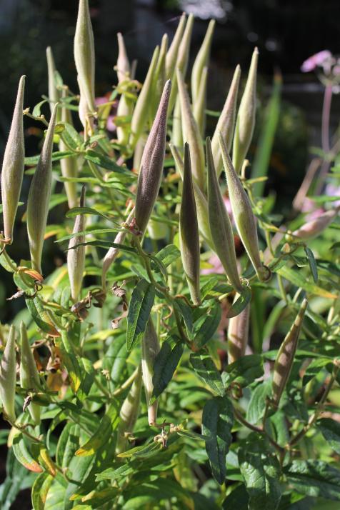 East Lansing butterfly weed this week
