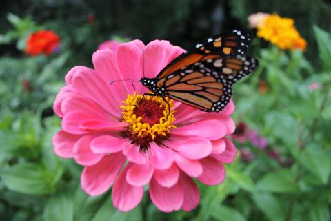 East Lansing monarch butterfly sips nectar from an area zinnia